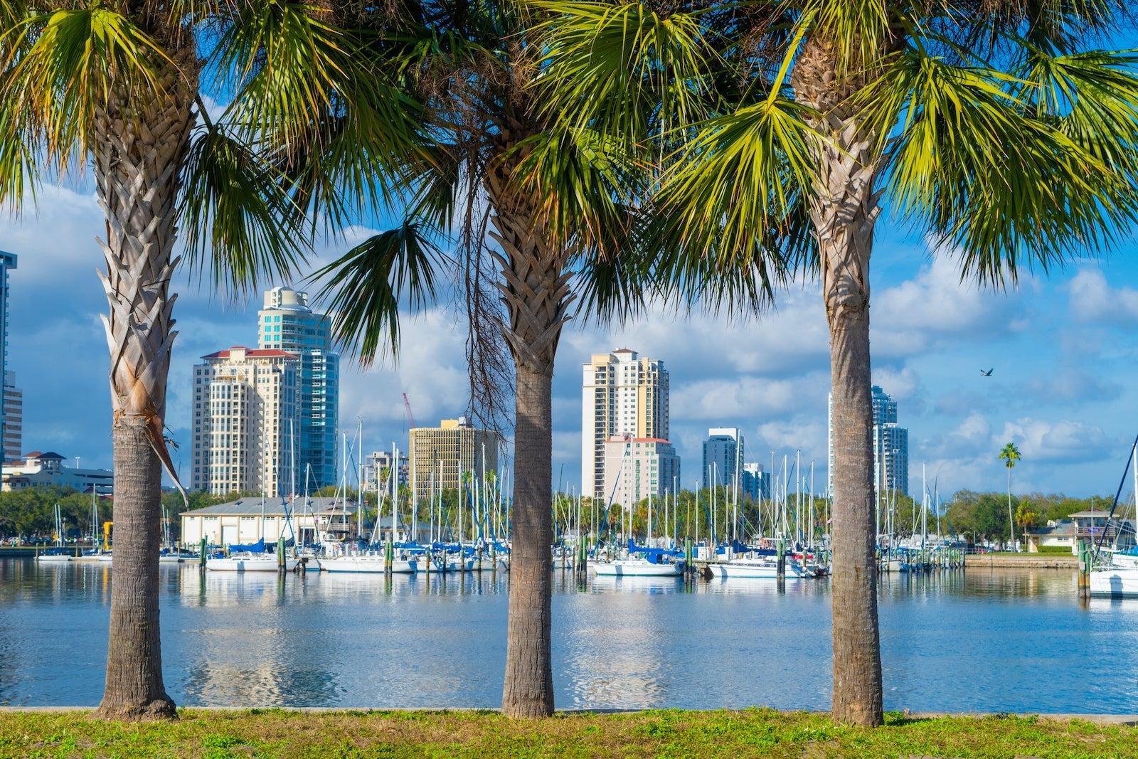 Palm Trees in Florida