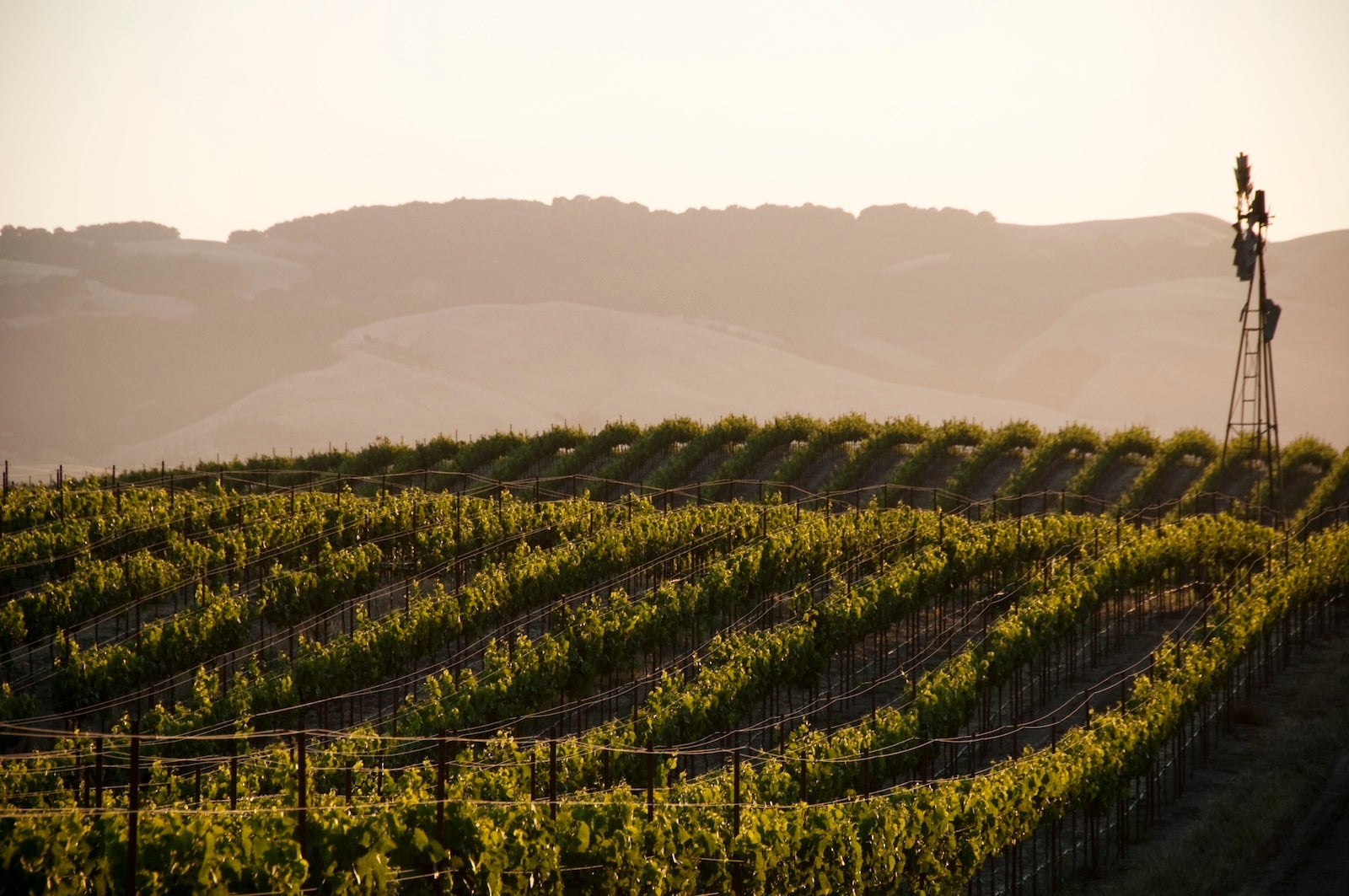 Vineyards and windmill near Sonoma, CA.