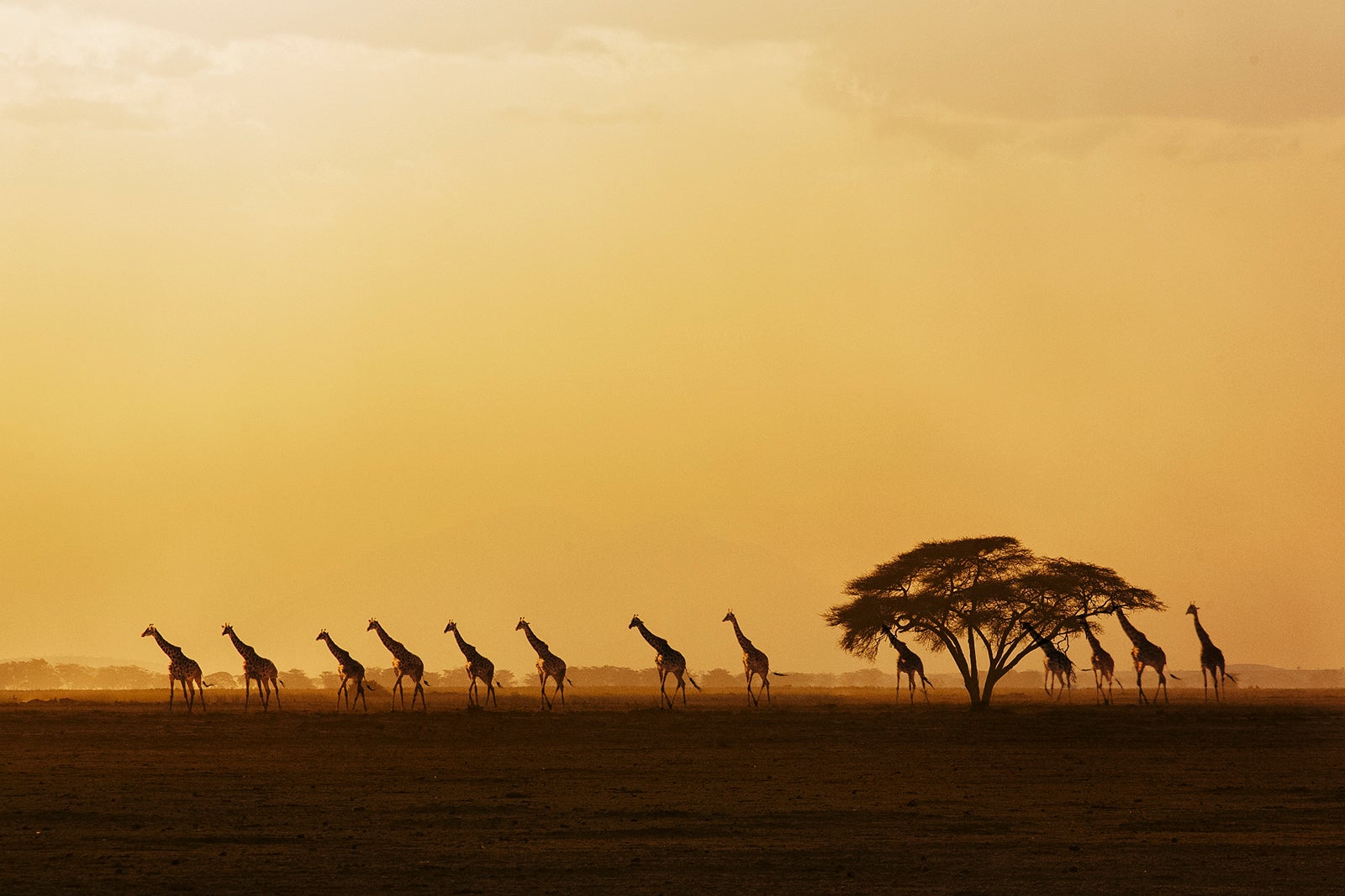 Africa, Kenya, Giraffes walking in savannah at sunset in Amboseli National Park