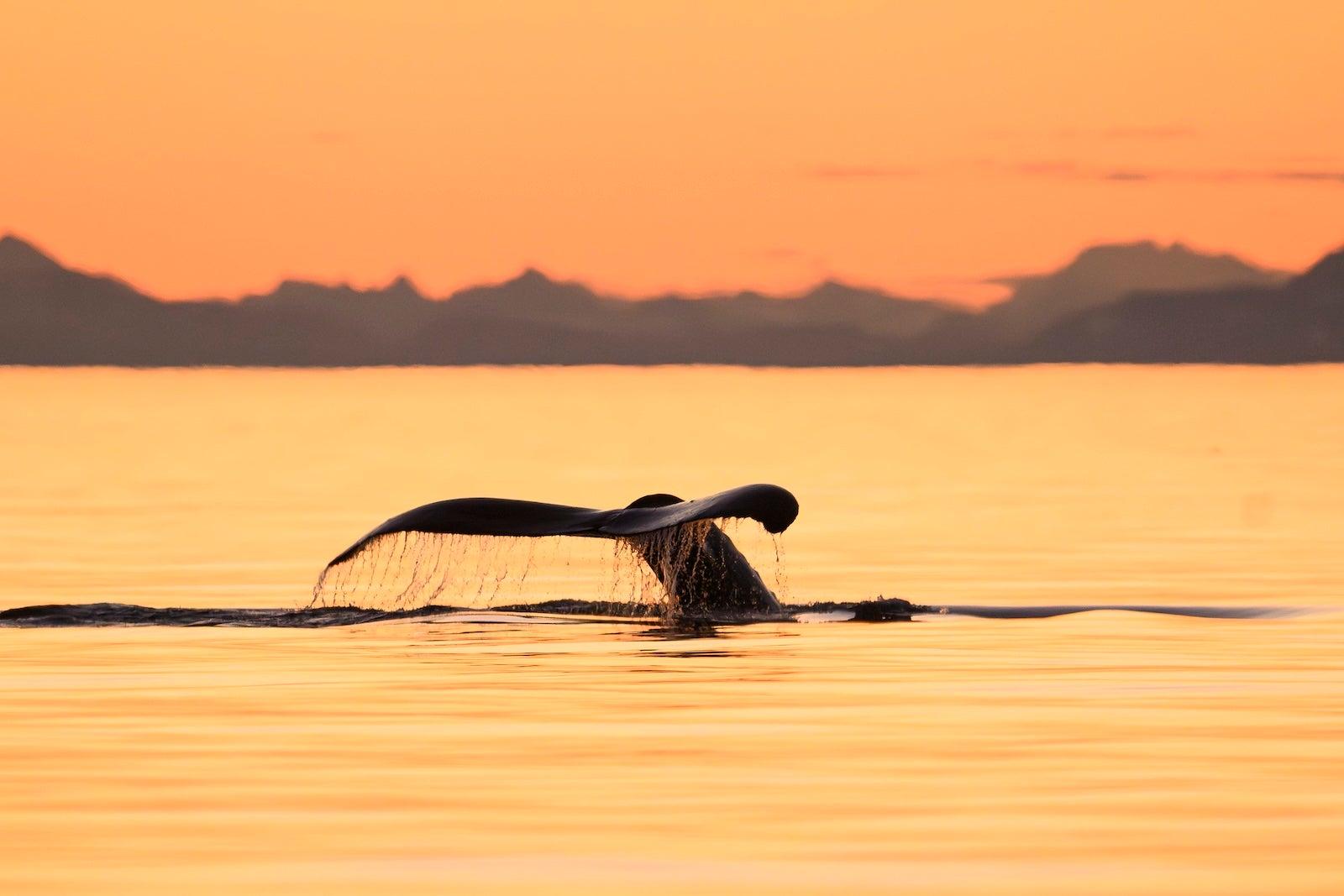 The fluke of a humpback whale at sunset